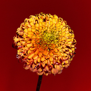 欧美人禽Z0Z0强交3D
